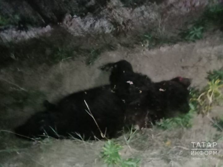 Появилось видео с места, где ночью на дороге насмерть сбили медведя