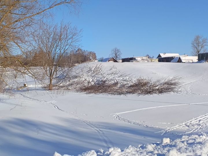 В Биме начали вырубку очагов американского клена