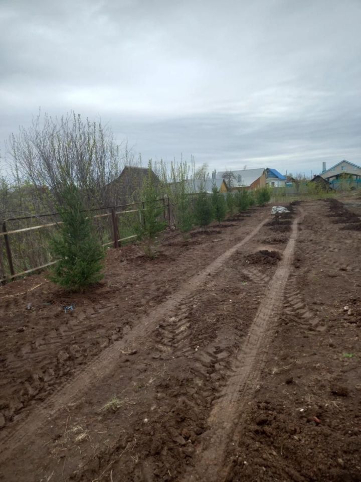 Этой весной в Агрызе будет высажено 340 деревьев на общую сумму 398 тысяч рублей