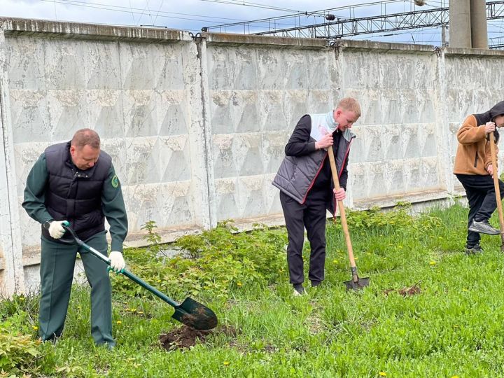 В Агрызе продолжается посадка деревьев в рамках международной акции «Сад памяти»