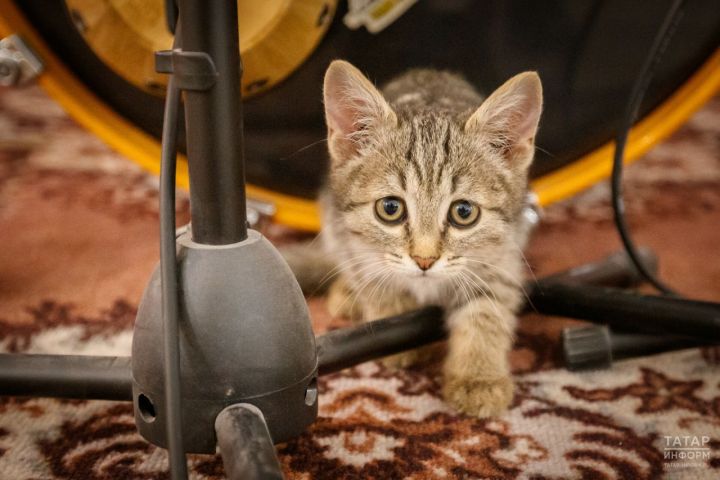 Волонтеры из Казани отправляют на фронт котов для борьбы с мышами