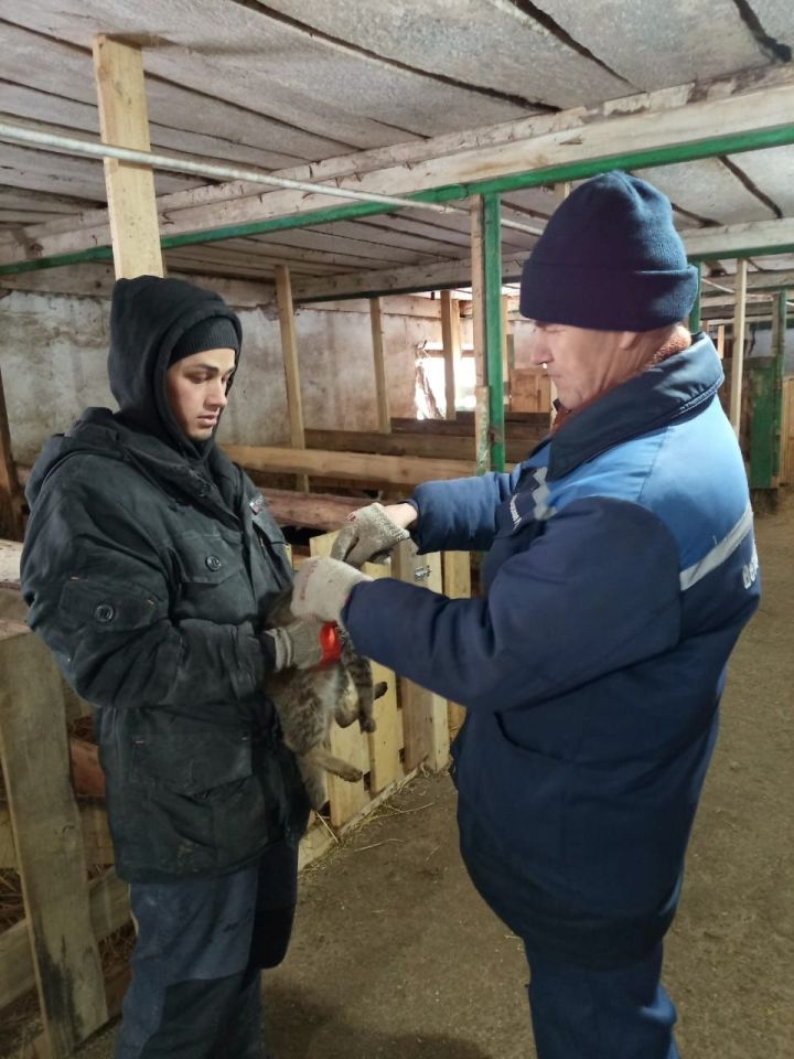 Агрызское ветеринарное объединение:  своевременно вакцинируйте домашних животных против бешенства