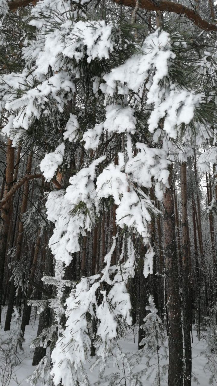 Прогноз погоды на 27 февраля в Агрызе