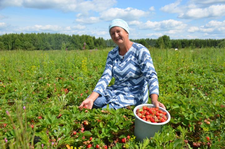 История семьи Ахмадиевых из Касаево, собравшей рекордный урожай клубники
