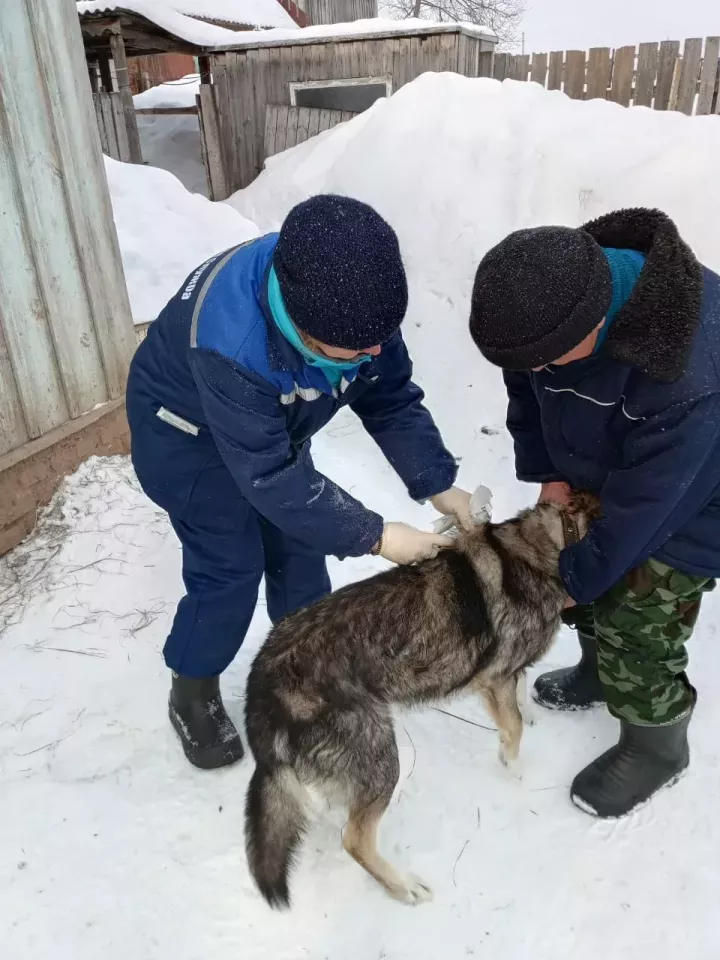 Ә сез этегезне чиплаштырдыгызмы?