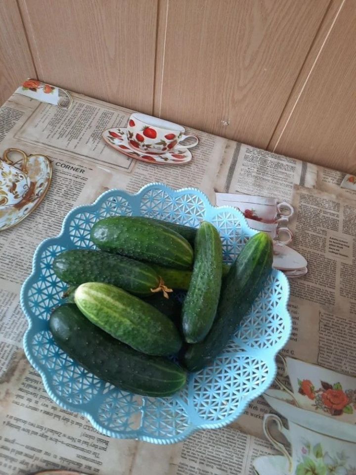 Секреты июньского огурца: хрустящий и сочный урожай
