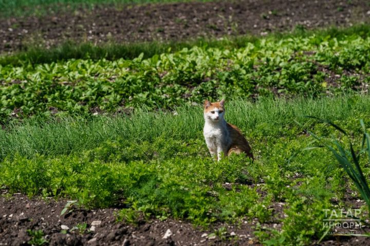 В Татарстане продлили льготы по налогу на имущество для садоводческих товариществ и газопроводов