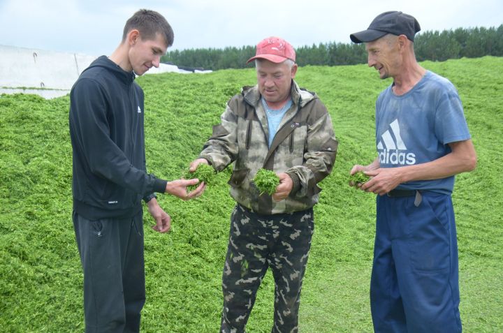 Заготовка кормов в Агрызском районе: дожди мешают, но темп не сдают