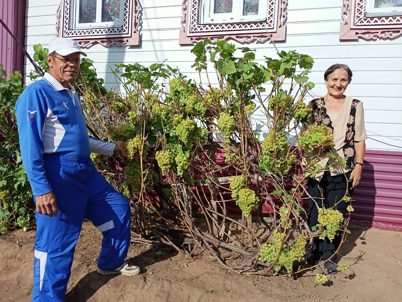 Садовник винограда. Виноград в огороде. Виноград растёт в огороде. Виноградник в огороде. Виноград растет.