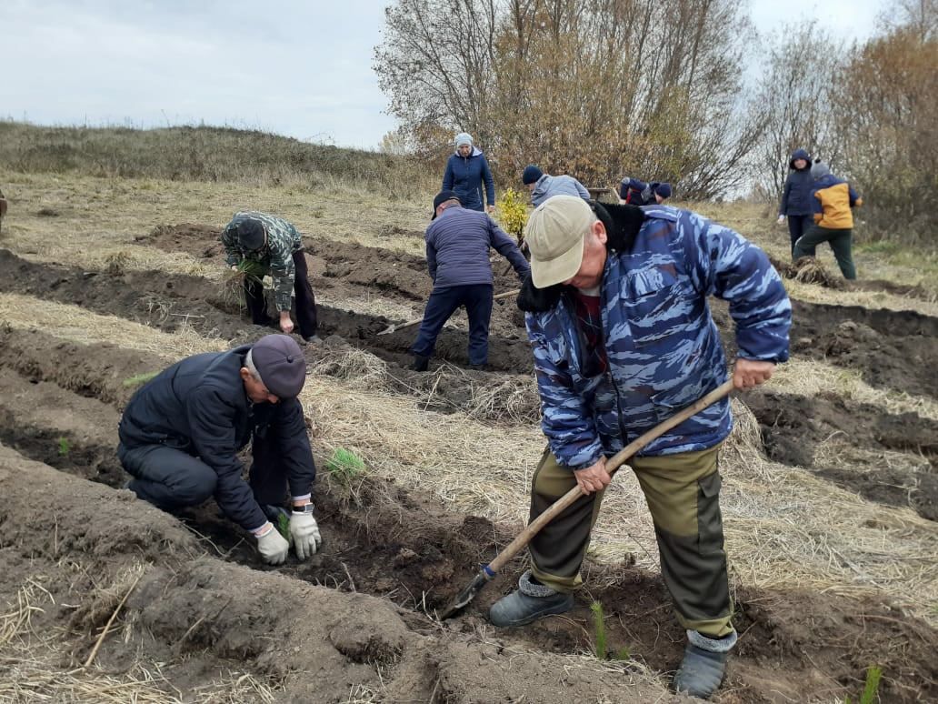 Жители Кадыбаша посадили около родника сосны и березы