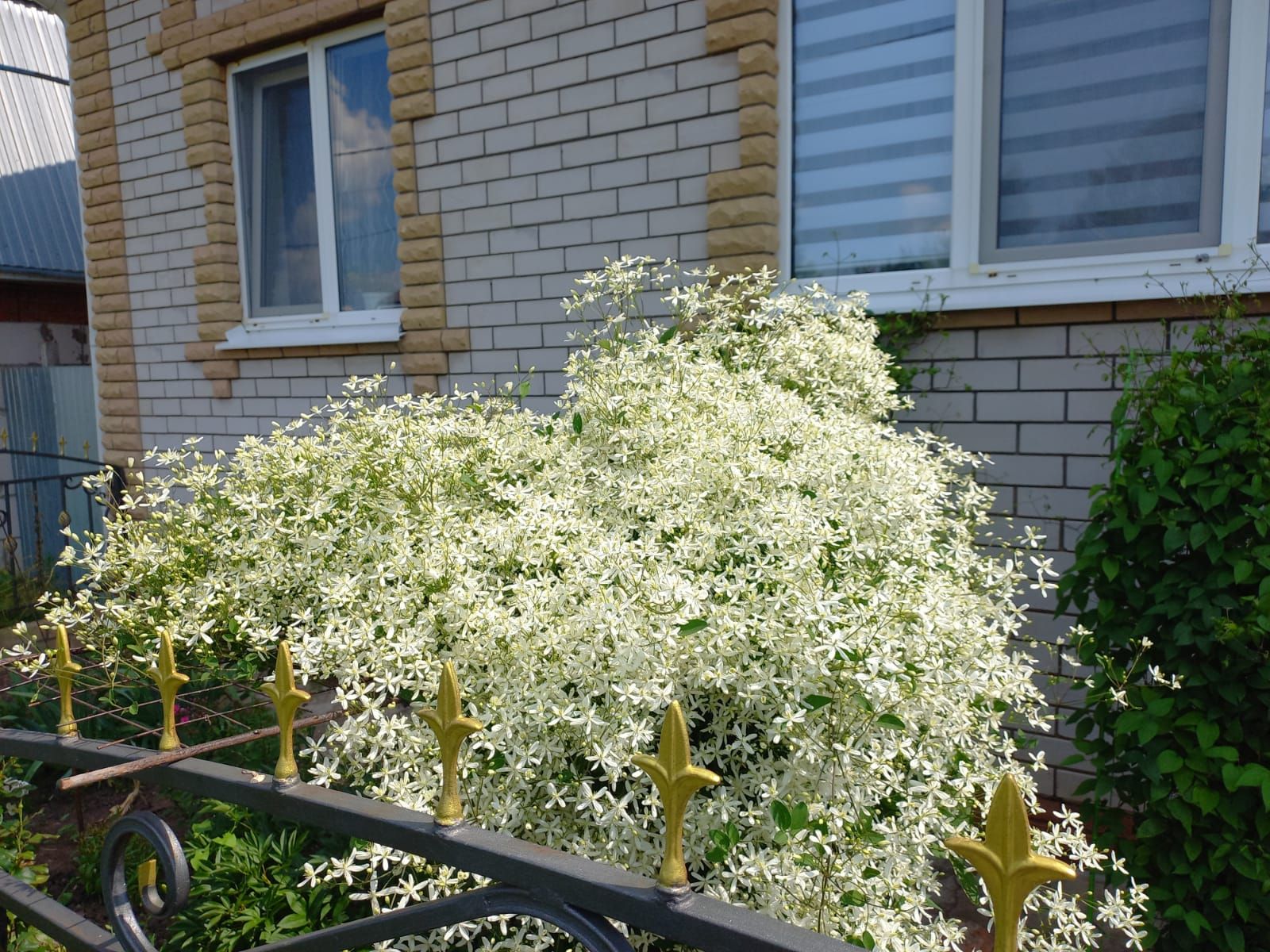 Настоящий цветочный рай создала жительница Агрыза у себя во дворе