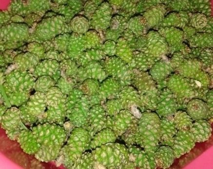 Нарат күркәсеннән кайнатма