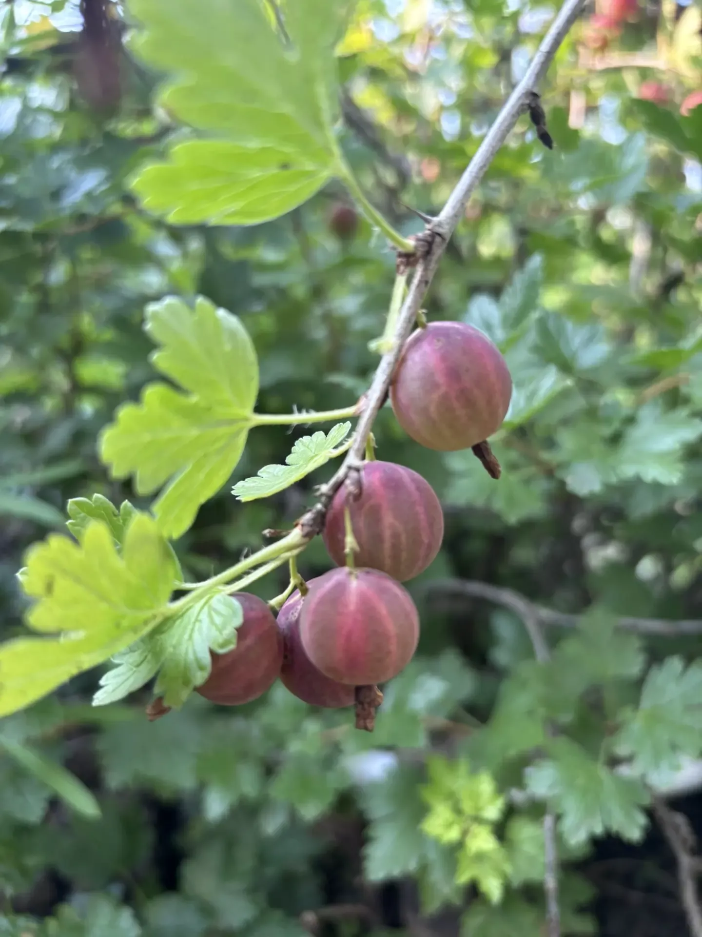 Крыжовниктан кайнатма рецептлары: кайнатырга да, туңдырырга да була