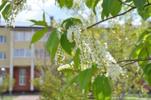 Яз һәм Хезмәт бәйрәме белән