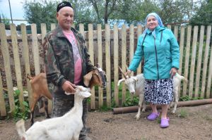 Супруги из Исенбаево держат три десятка коз и две коровы