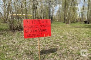 Роспотребнадзор предупредил о втором пике активности клещей в конце августа – начале сентябр