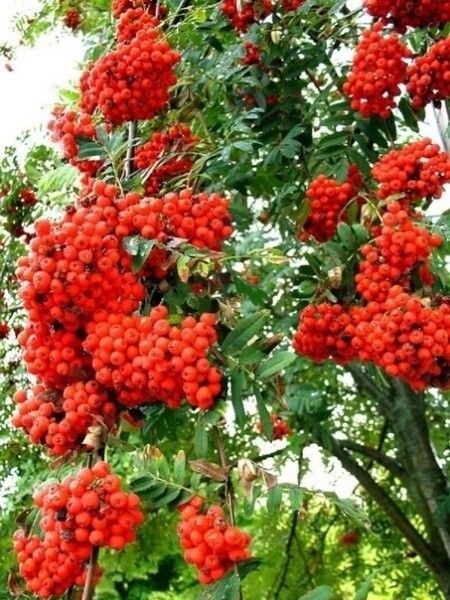 Миләштән джем рецепты
