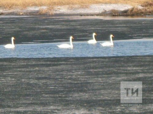 В Агрызский район вернулись лебеди-шипуны