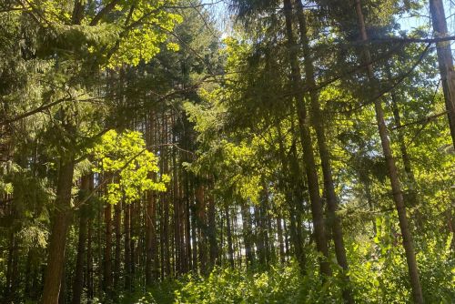 В Агрызском районе будет действовать ограничение на пребывание в лесах
