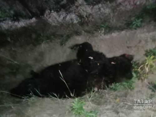 Появилось видео с места, где ночью на дороге насмерть сбили медведя