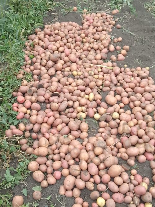 Бәрәңгене алгач ук базга салырга ярыймы?