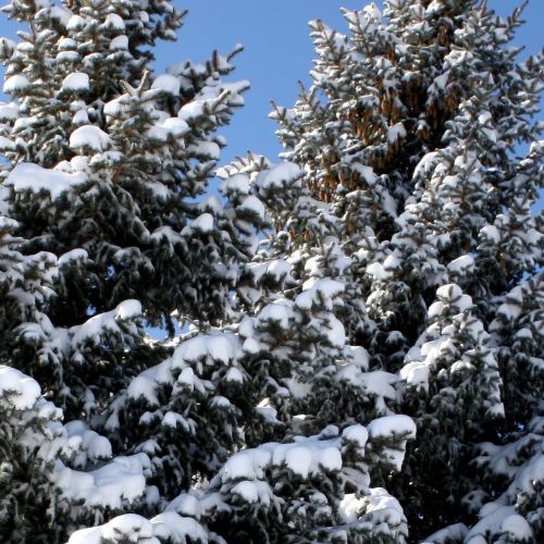 Хайваннарны кышкы исәпкә алу башланды
