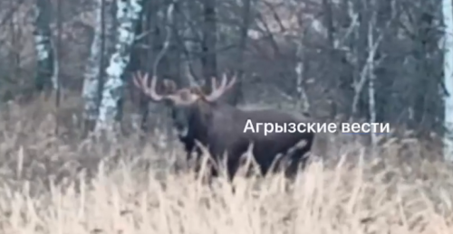 Огромного лося заметили возле дороги в Агрызском районе