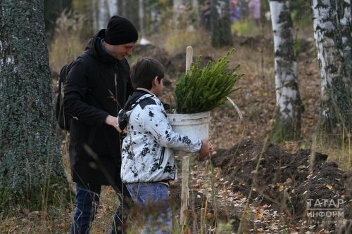 В Татарстане выращено 30,8 млн сеянцев и саженцев в рамках национального проекта «Экология»