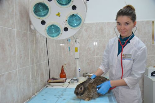 Ветеринарный врач Александр Лукиных: Наши «пациенты» не могут сказать, что их беспокоит и где у них болит