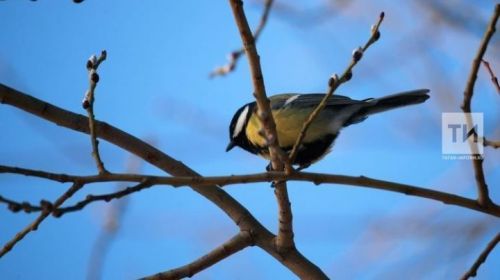 Татарстанда 20 градуска кадәр җылыта һәм кыска вакытлы яңгыр көтелә