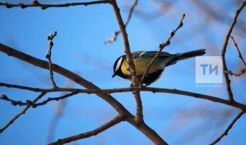 Бүген көчле җил һәм 14 градуска кадәр җылылык көтелә