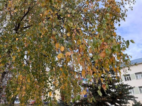 Гидрометеорология үзәге атналык фараз ясады