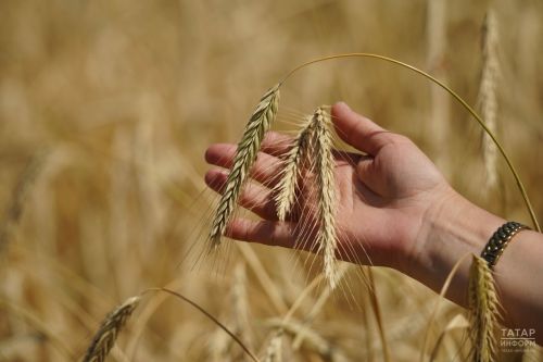 В Агрызском районе уборка урожая близится к финишу