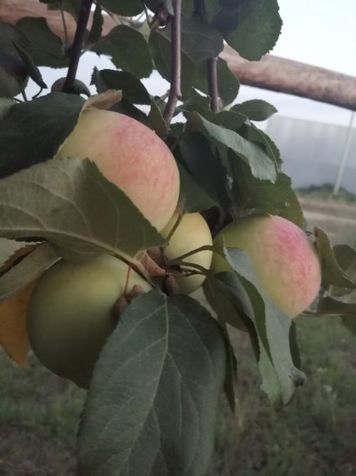 Алманы ничек сакларга?
