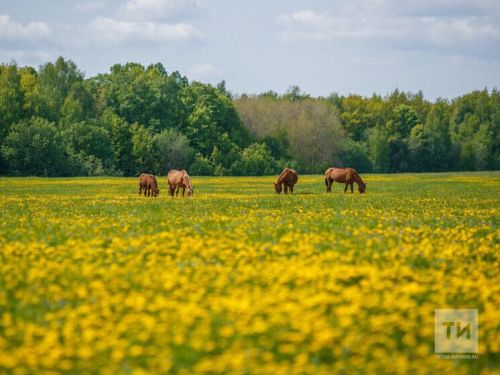 Эссе җәй Татарстан кырларына корткычлар һөҗүмен көчәйтәчәк
