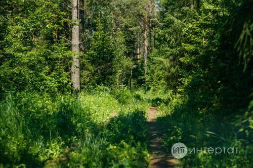 Татарстан урманнарында көрән аюларның саны җитмешкә җиткән