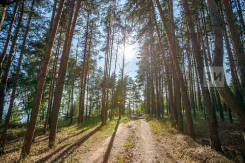 В Татарстане успешно восстановлены тысячи гектаров леса в рамках нацпроекта «Экологическое благополучие»