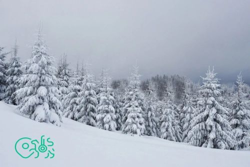 Границы 73 охотничьих угодий Татарстана внесены в ЕГРН