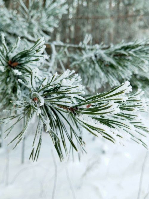 Прогноз погоды в Агрызском районе на 6 февраля