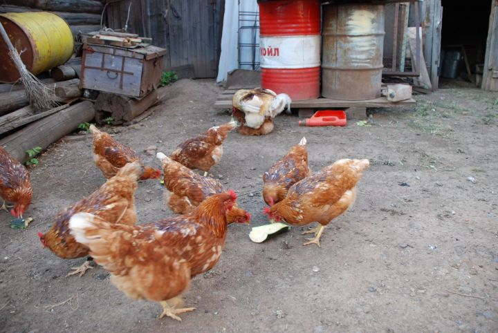 Определены специальные площадки по реализации домашних животных и птицы в Агрызском районе