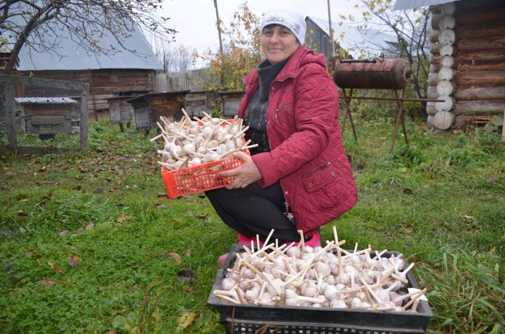 Жители деревни Галеево посадили чеснок на площади в один гектар