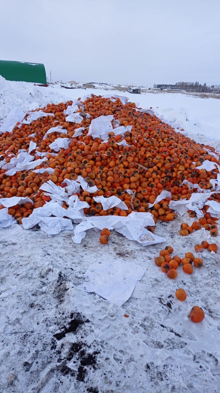 В одном из районов Татарстана в поле выбросили сотни килограммов хурмы