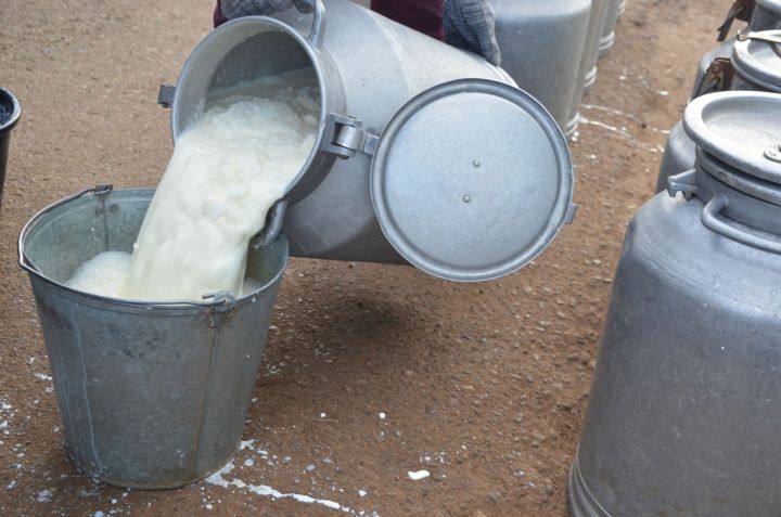 «Навруз» надаивает 30 тонн молока
