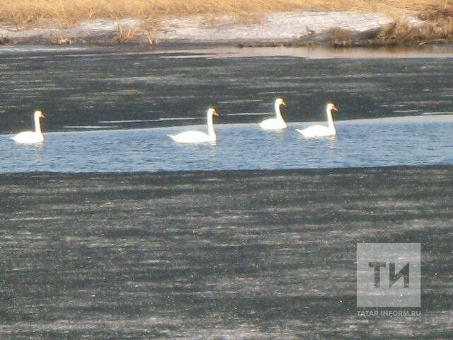 В Агрызский район вернулись лебеди-шипуны