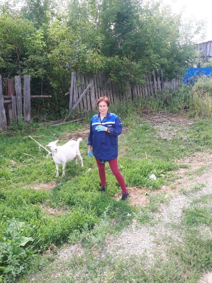 В Агрызском районе стартовали осенние ветеринарные мероприятия
