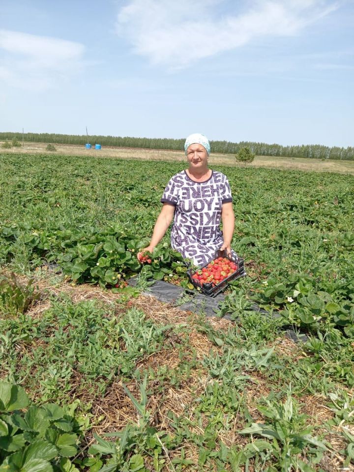 Касаевцы Ахмадиевы собирают второй урожай виктории