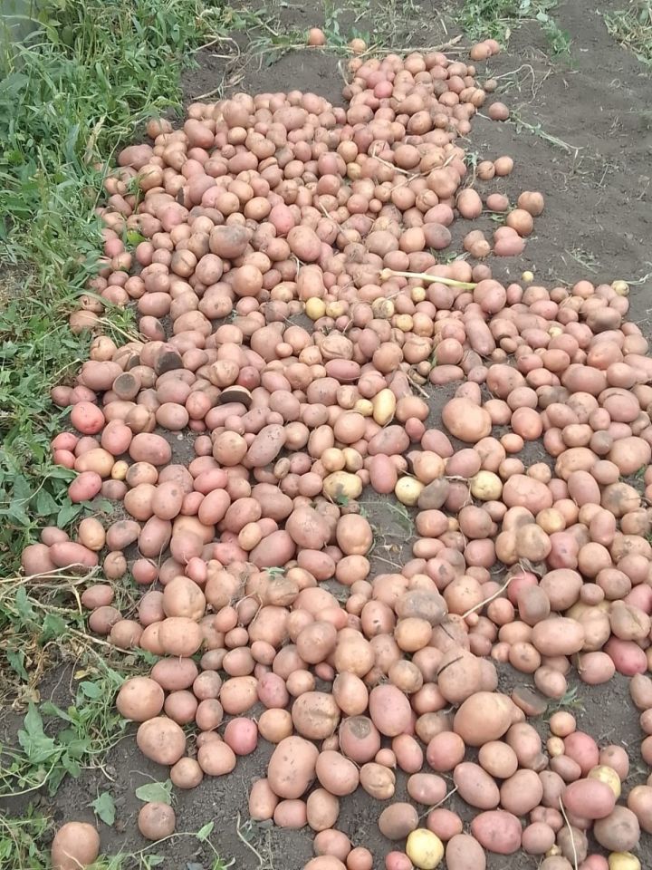 Бәрәңгене алгач ук базга салырга ярыймы?