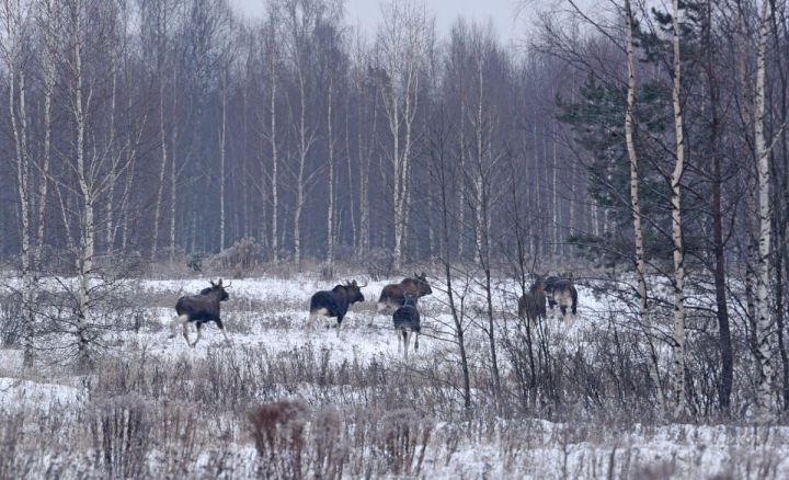 Около 500 лосей населяют Агрызский район