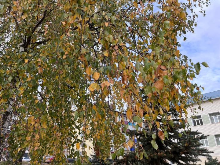 Гидрометеорология үзәге атналык фараз ясады