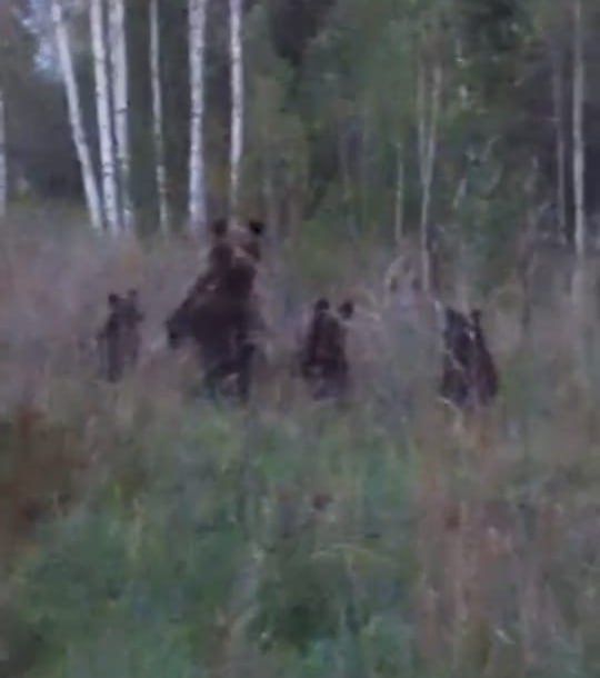 В лесах Агрызского района резко выросла популяция медведей. Рассказываем, где их уже видели в этом году